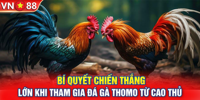 Bí quyết chiến thắng lớn khi tham gia đá gà Thomo từ cao thủ