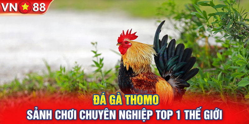 Đá Gà Thomo - Sảnh Chơi Chuyên Nghiệp Top 1 Thế Giới